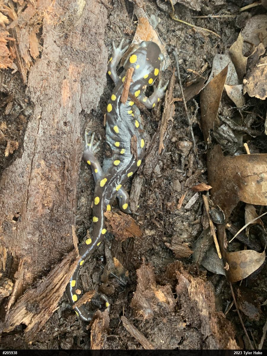 Spotted Salamander