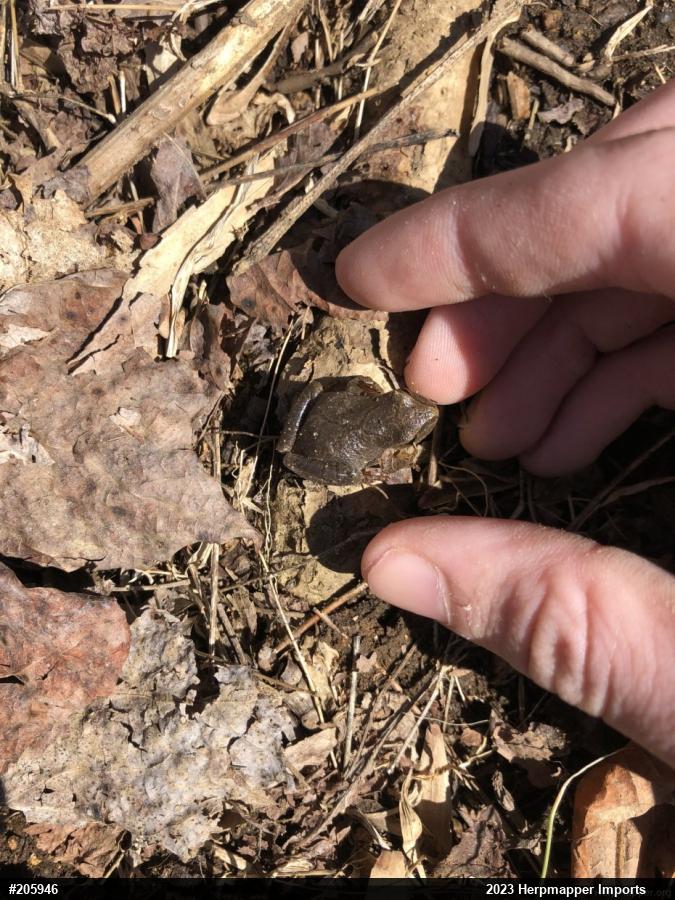 Spring Peeper