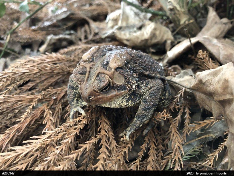 Eastern American Toad