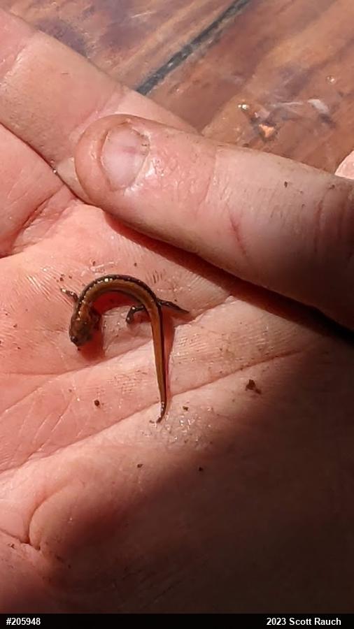 Eastern Red-backed  Salamander