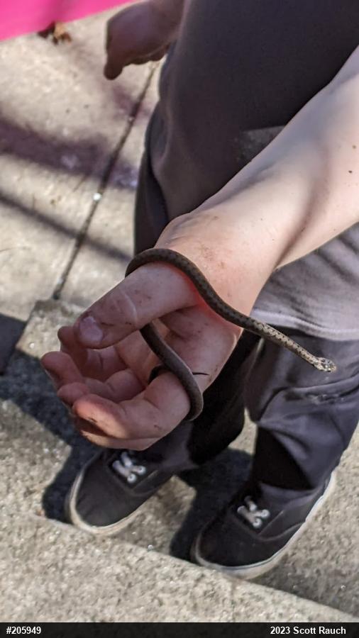 Dekay's Brownsnake