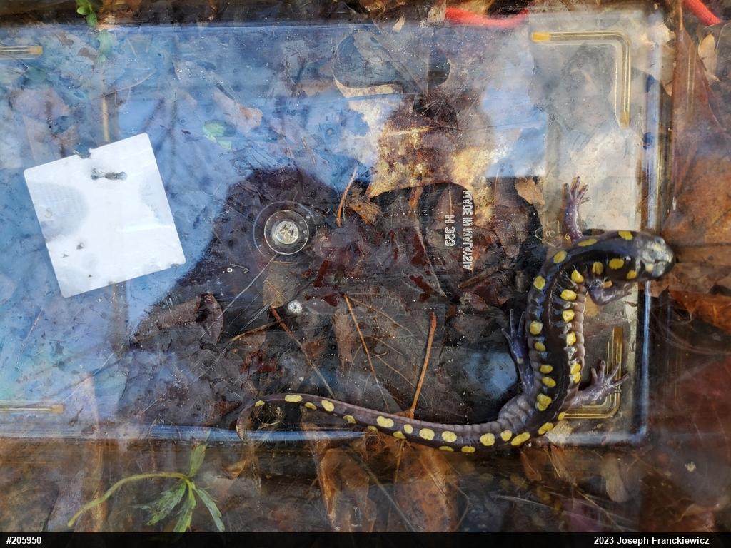 Spotted Salamander