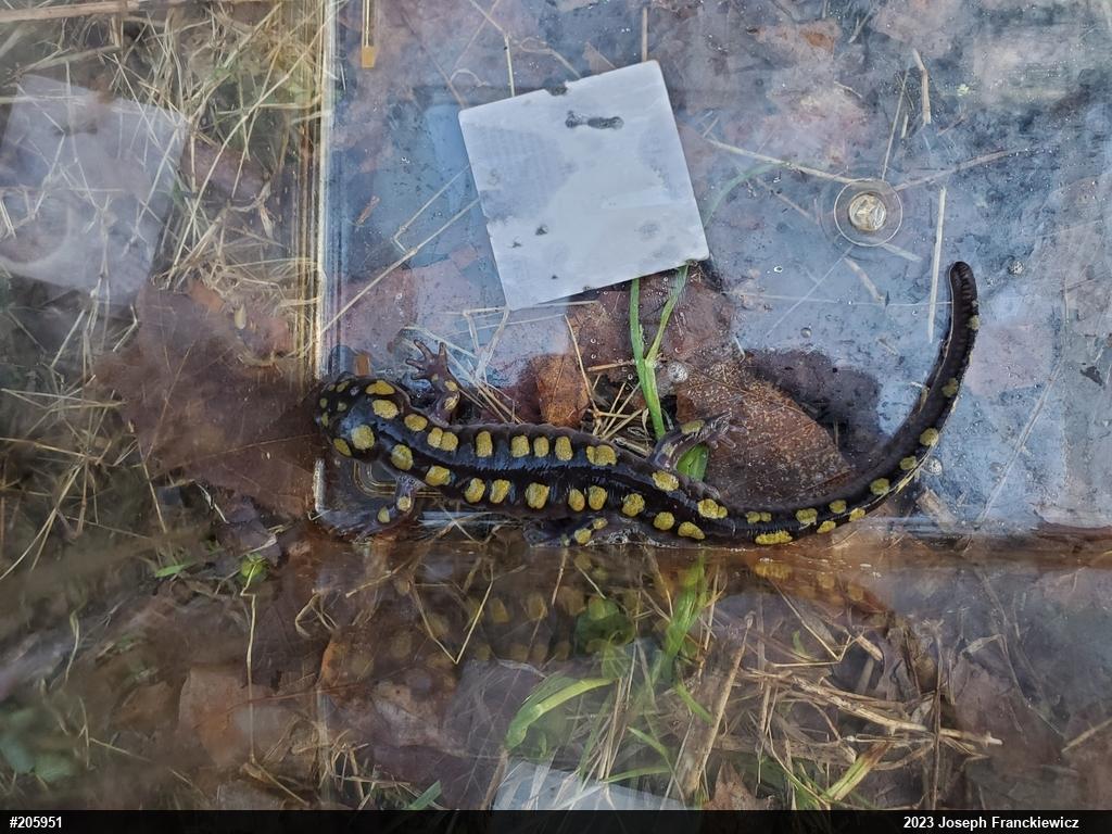 Spotted Salamander