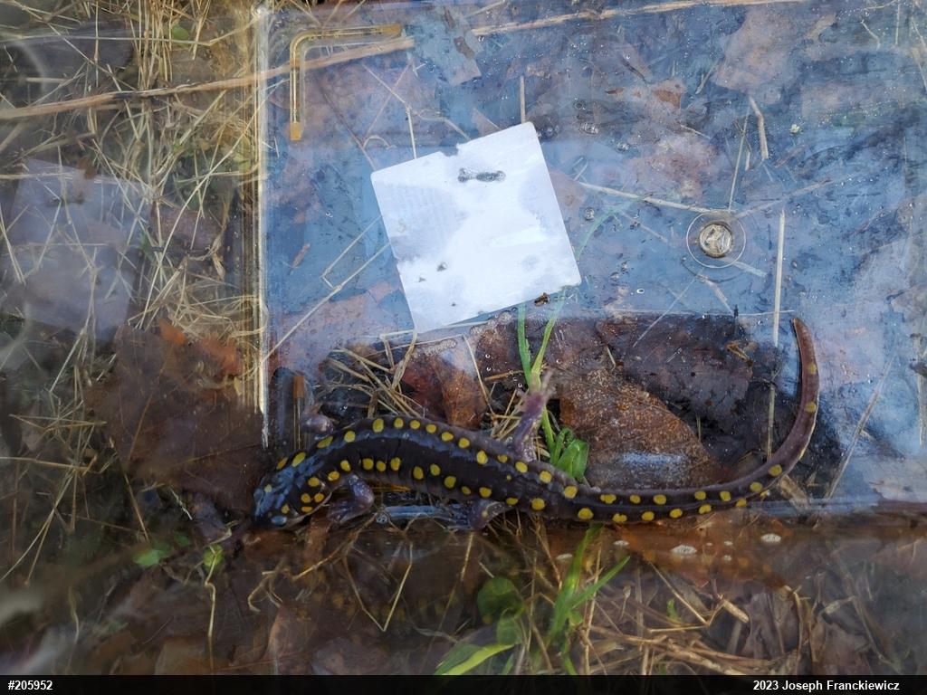 Spotted Salamander