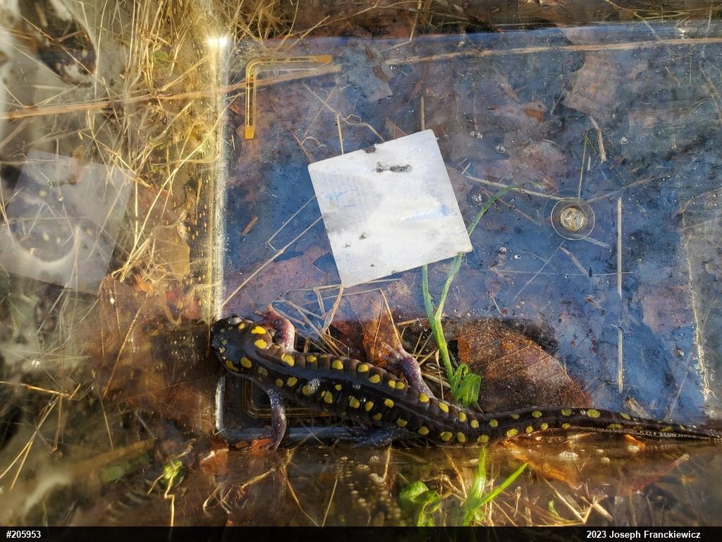Spotted Salamander