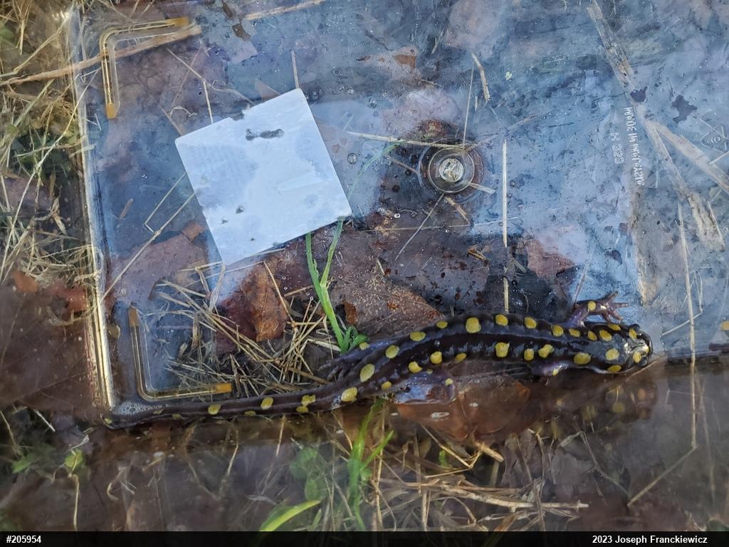 Spotted Salamander