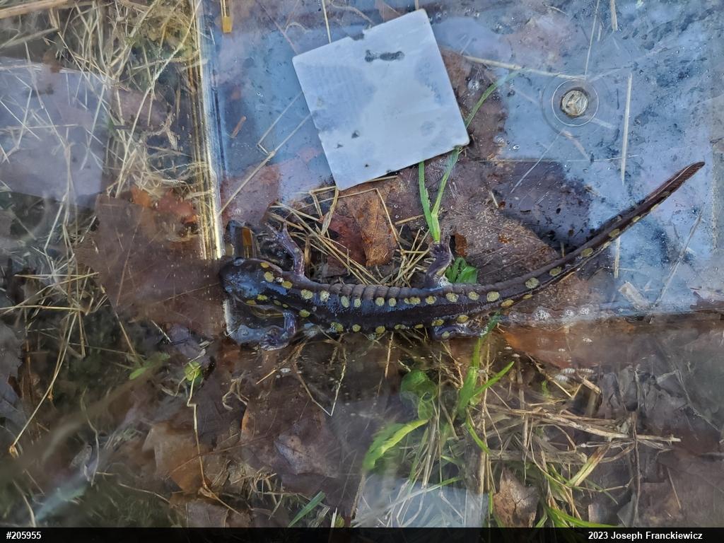 Spotted Salamander