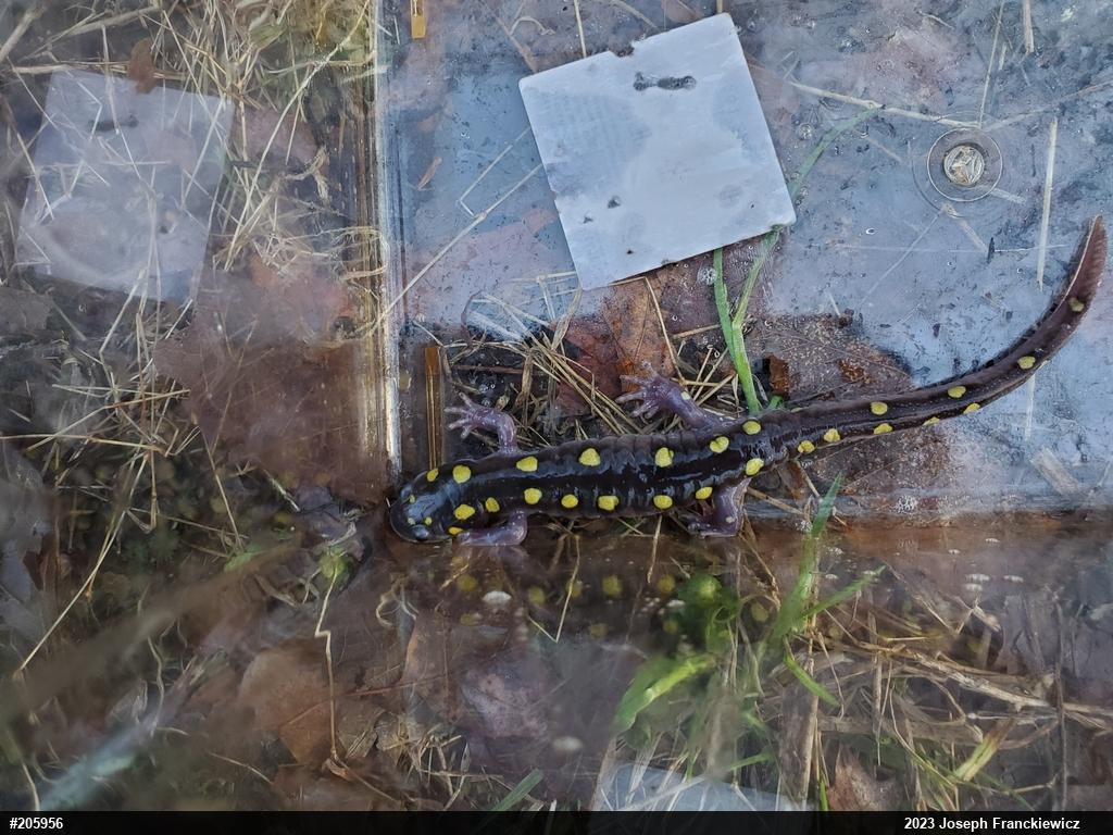 Spotted Salamander