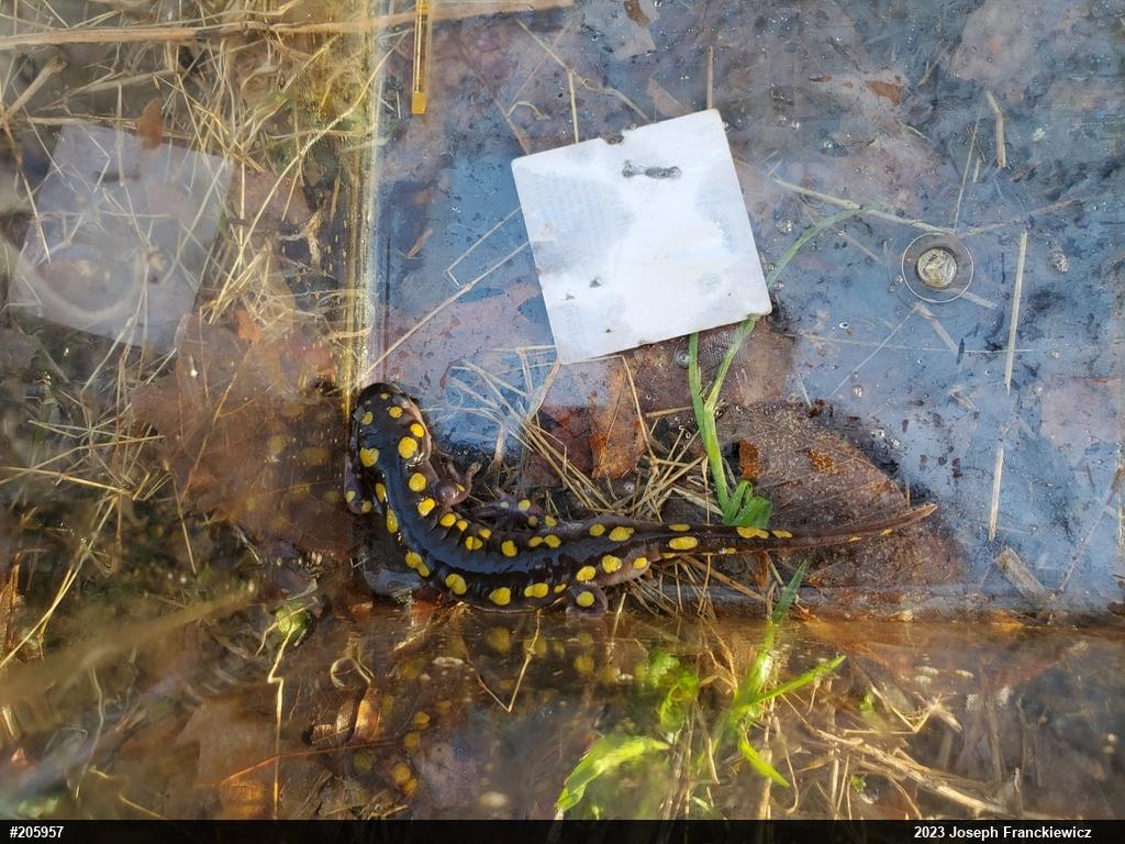 Spotted Salamander