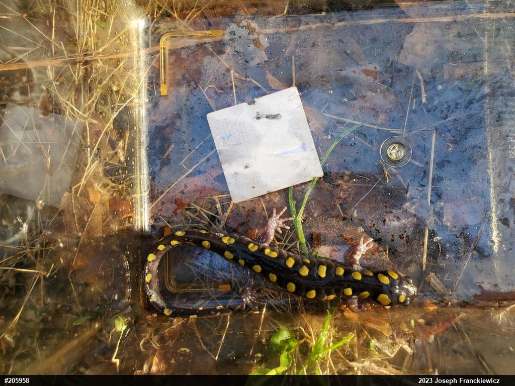 Spotted Salamander
