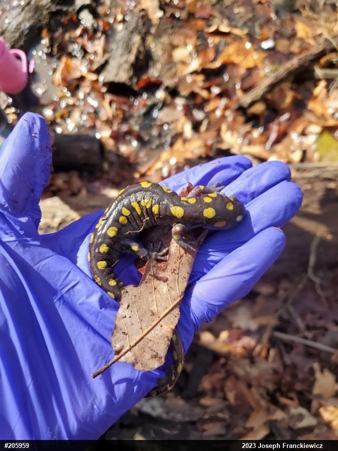 Spotted Salamander