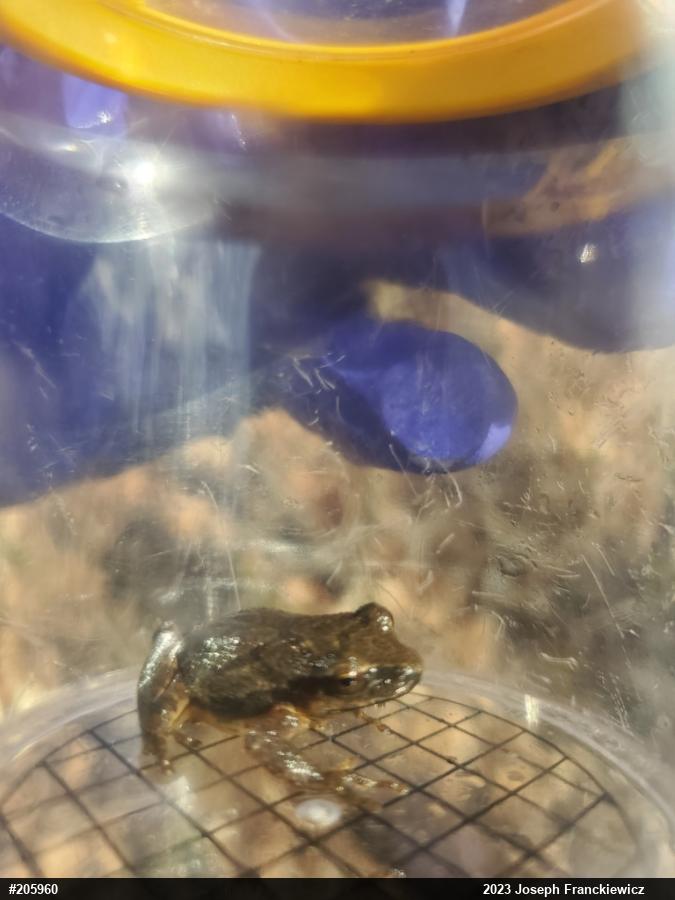Spring Peeper