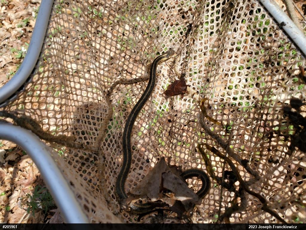 Eastern Gartersnake