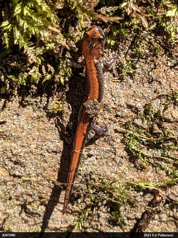 Eastern Red-backed  Salamander