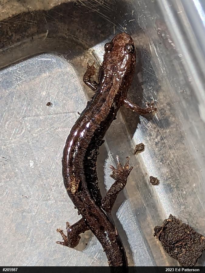 Allegheny Mountain Dusky Salamander