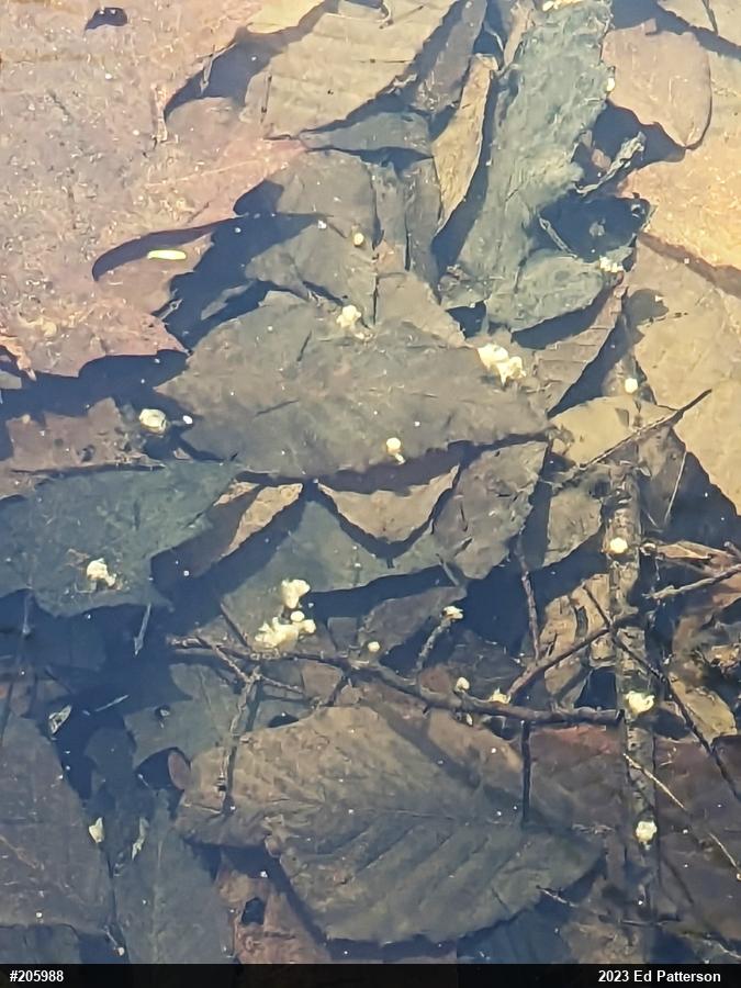 Mole Salamanders
