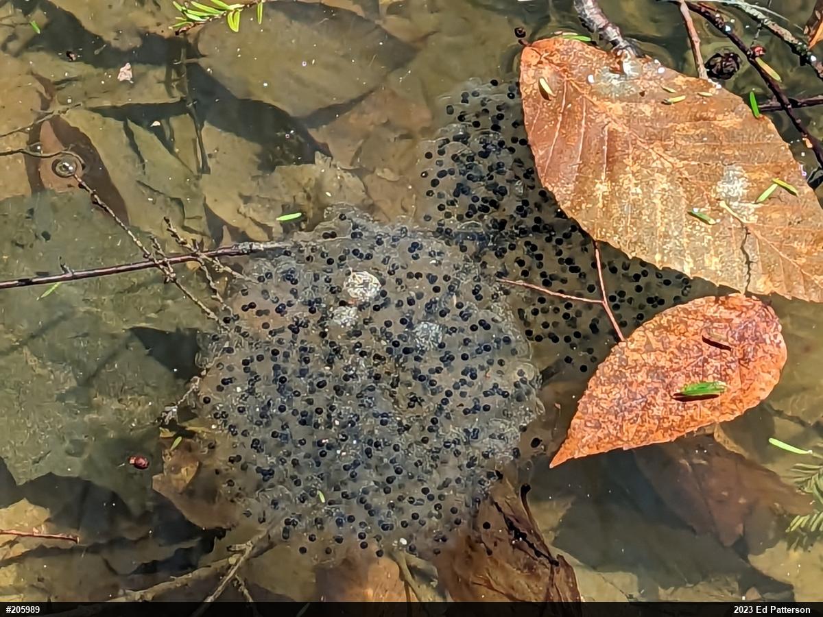 Wood Frog