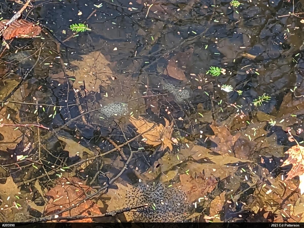Spotted Salamander
