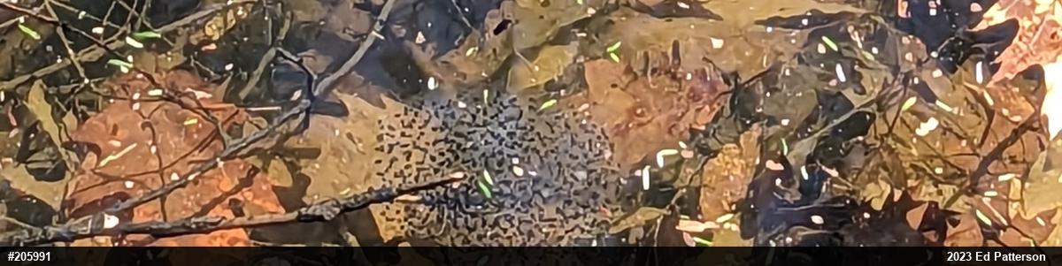 Wood Frog