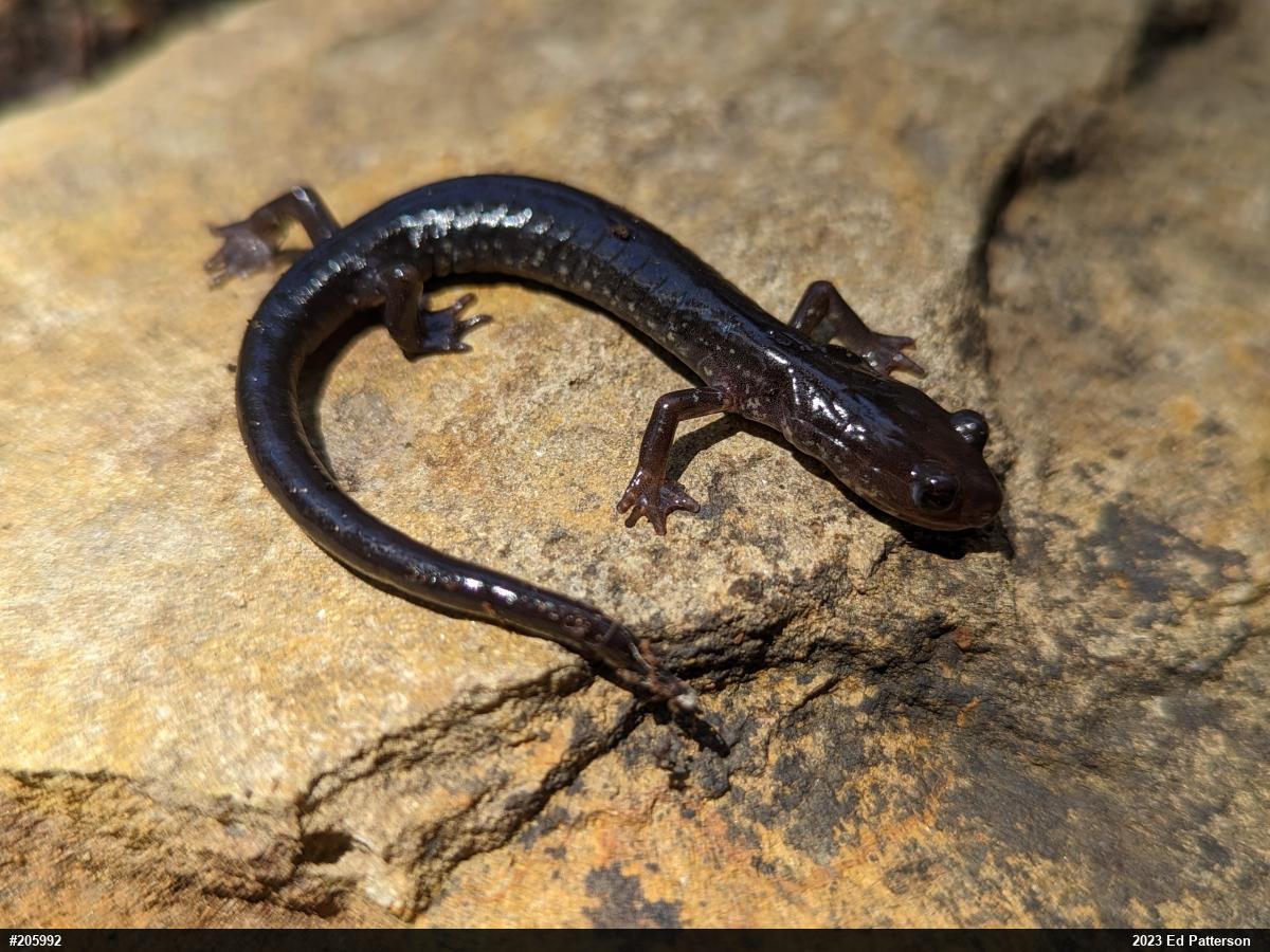 Wehrle's Salamander