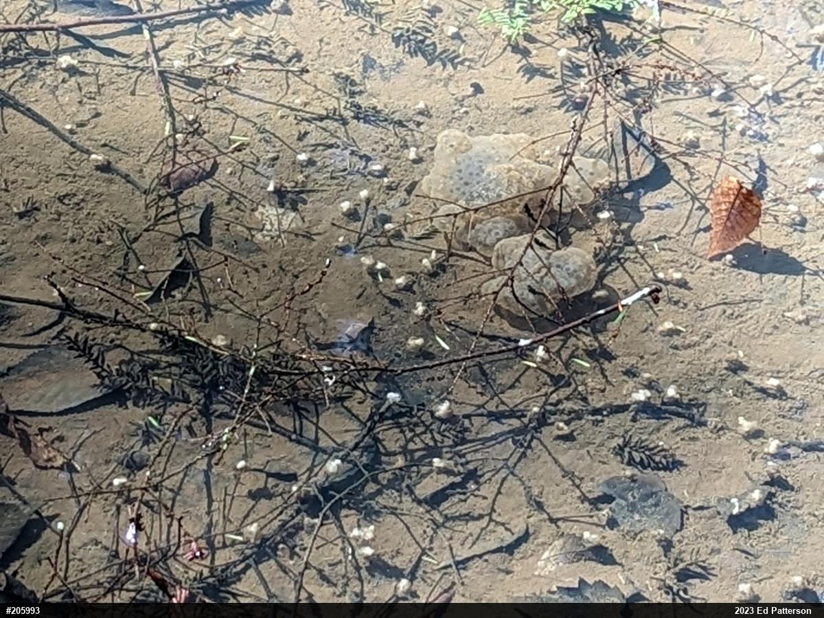 Spotted Salamander