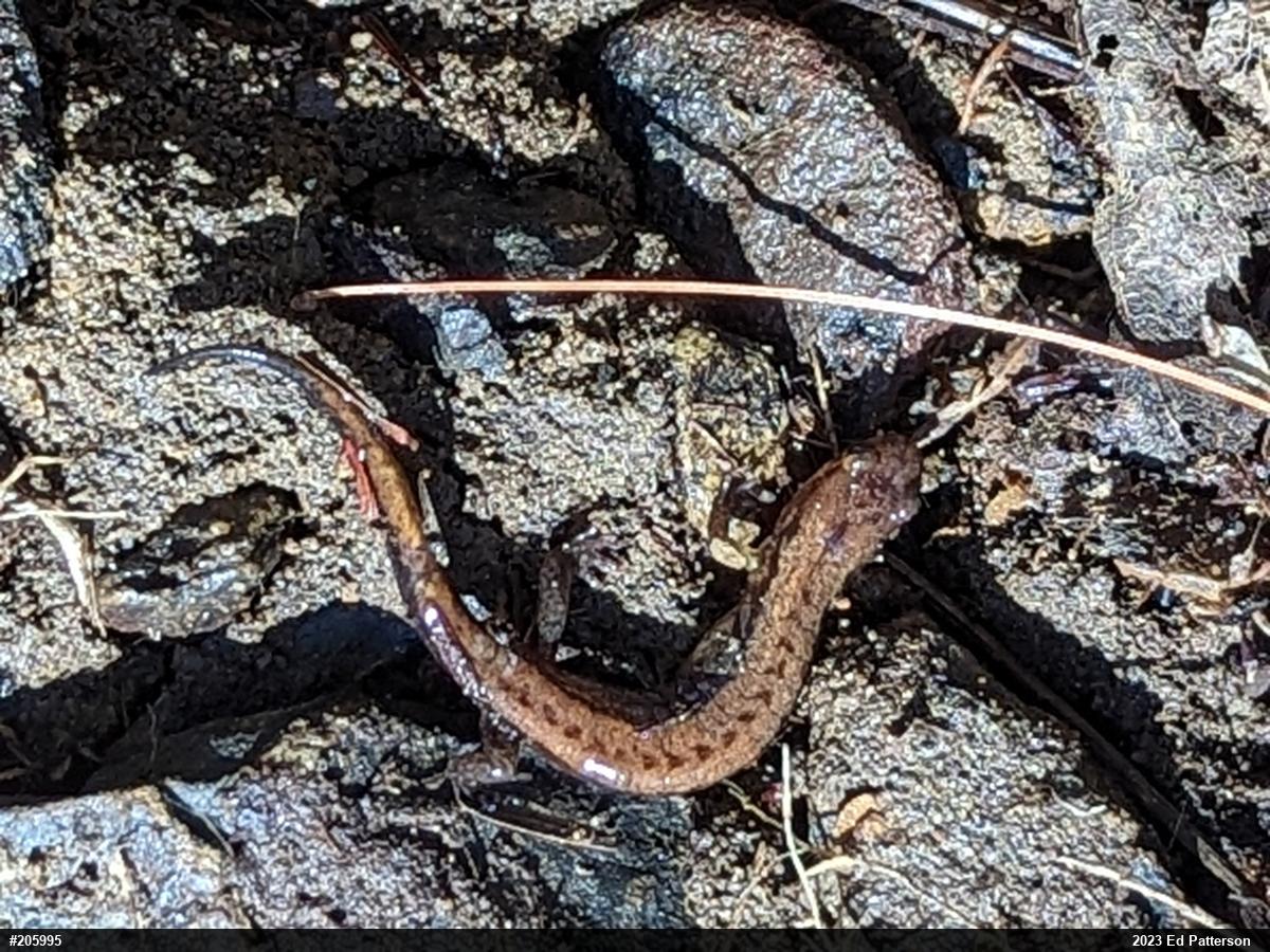 Allegheny Mountain Dusky Salamander