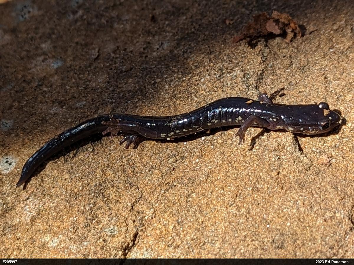Wehrle's Salamander