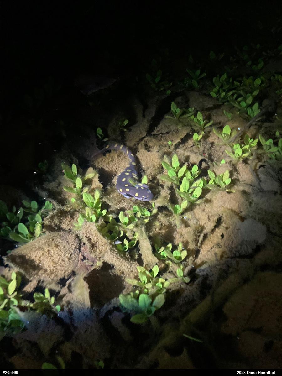 Spotted Salamander