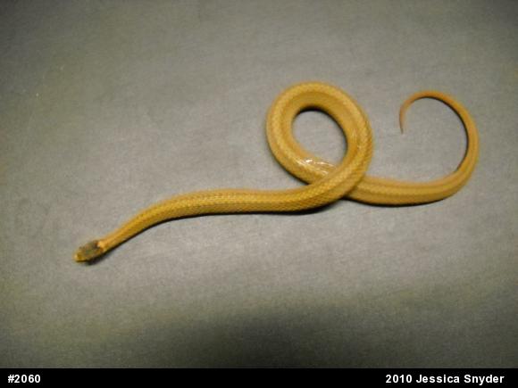 Red-bellied Snake
