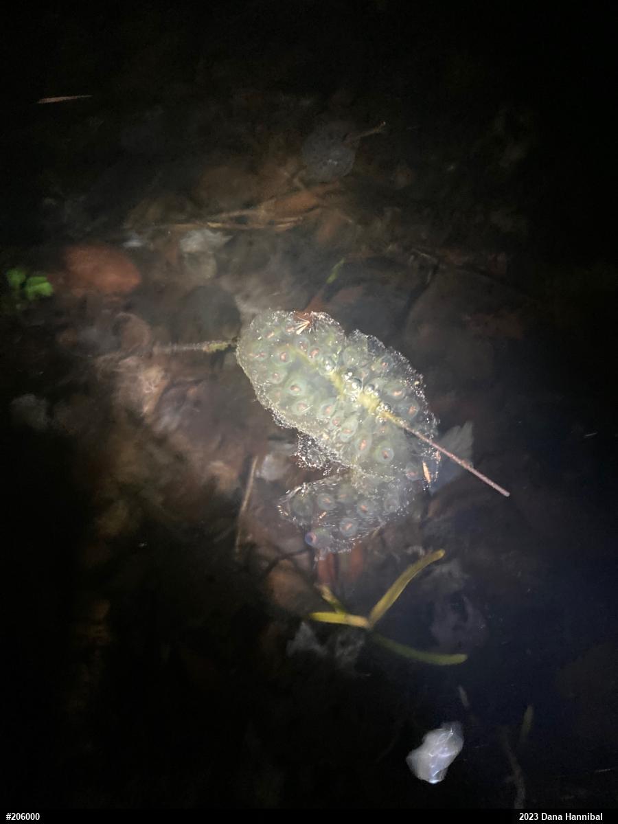 Jefferson Salamander