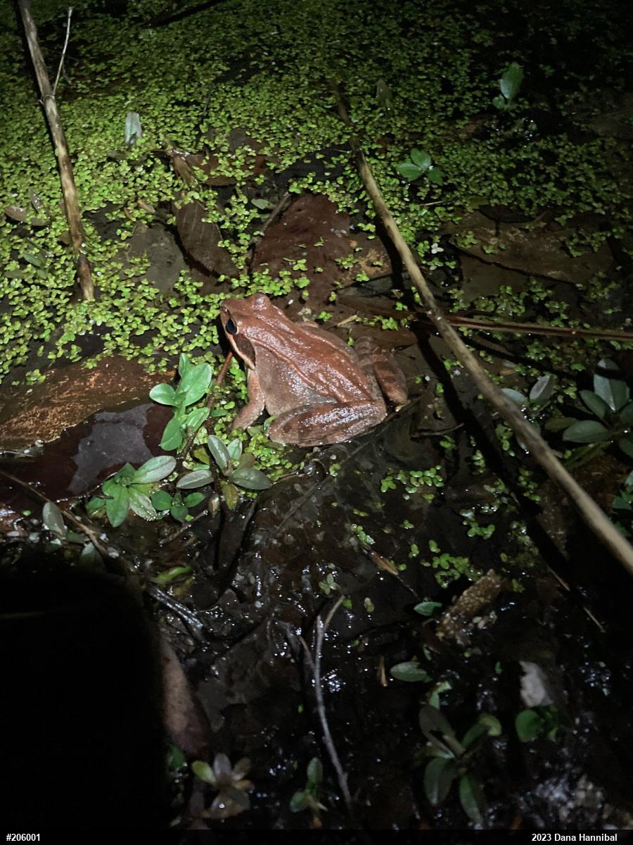 Wood Frog