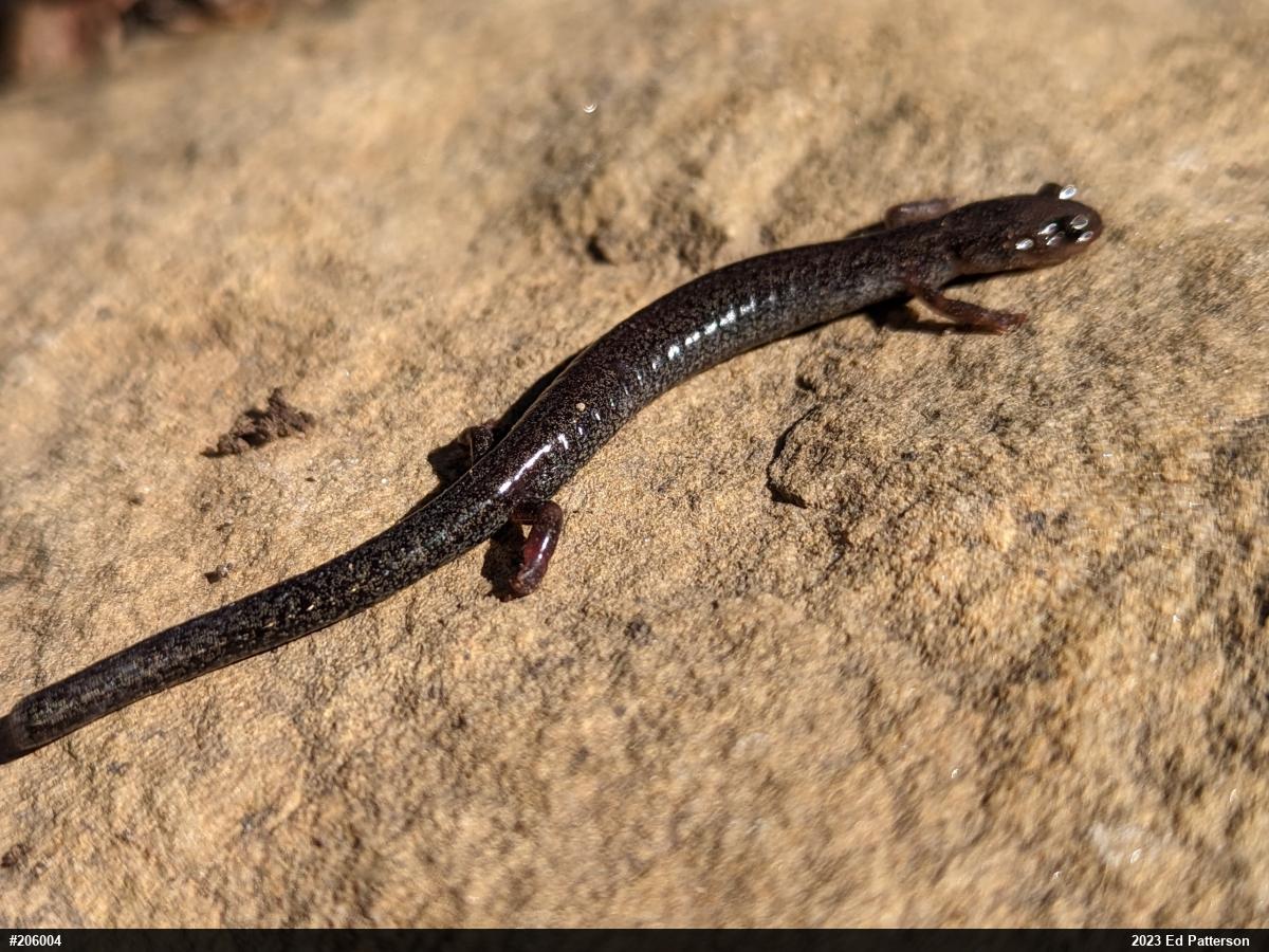 Valley And Ridge Salamander