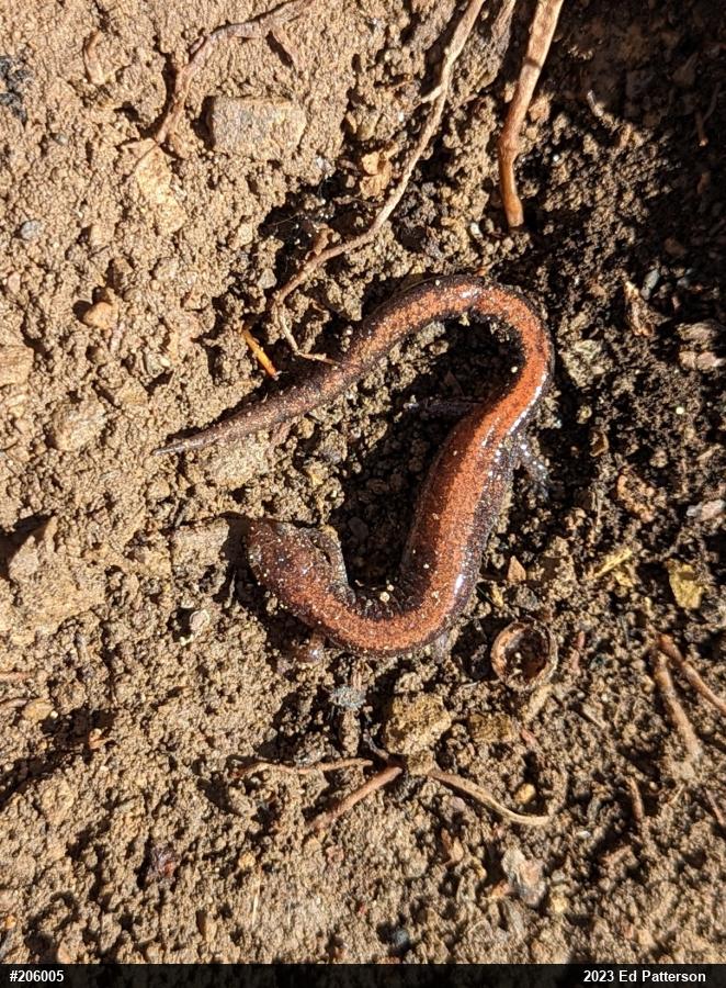 Eastern Red-backed  Salamander