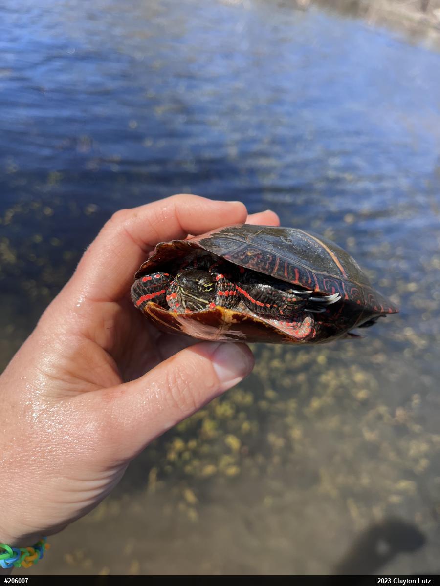 Painted Turtle