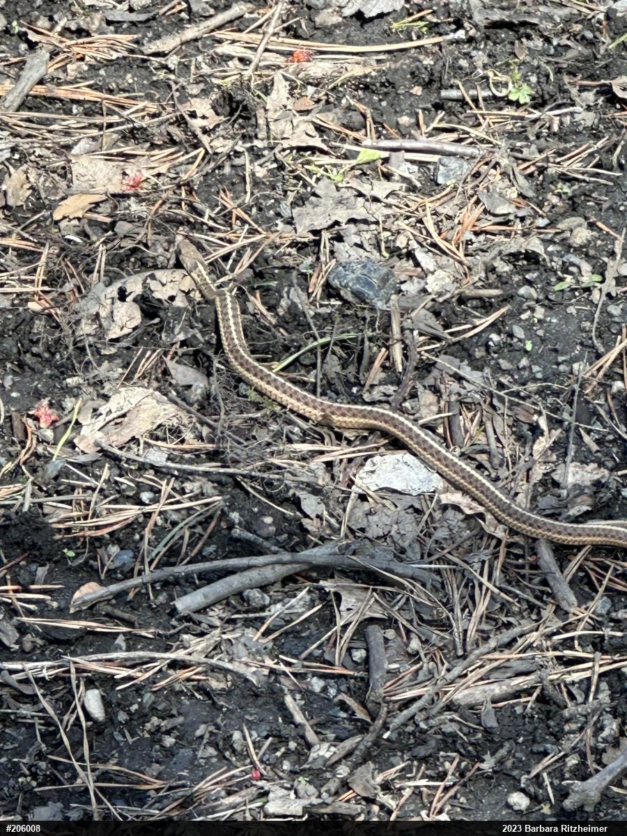 Eastern Gartersnake