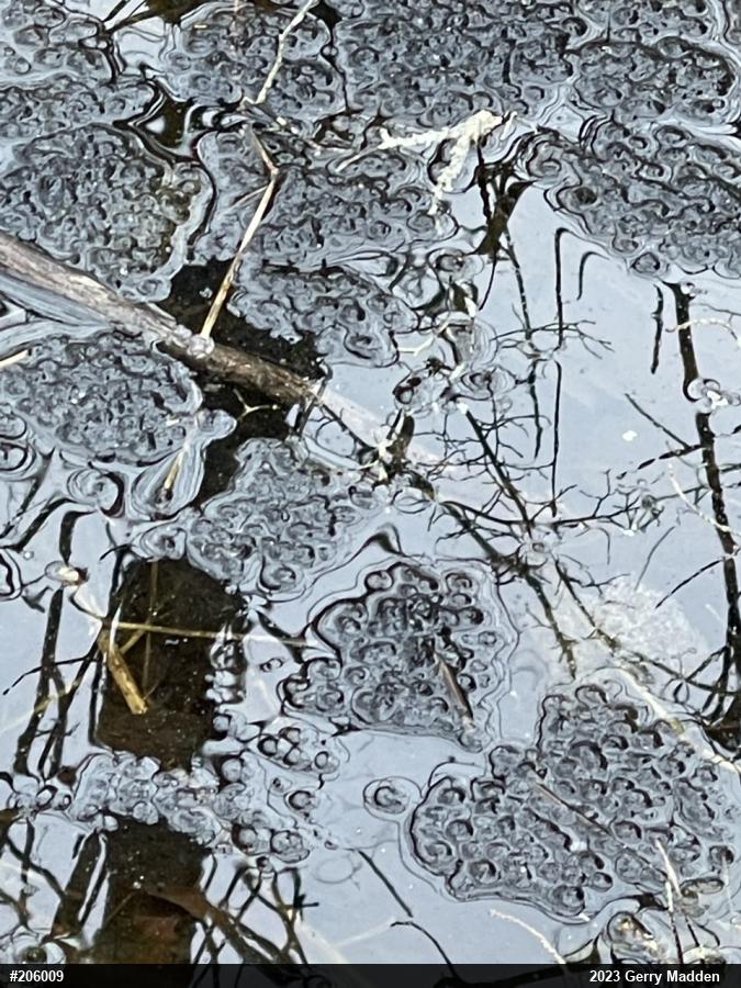 Wood Frog
