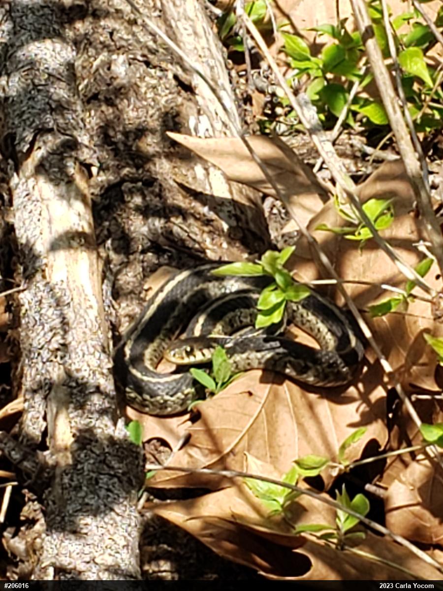 Eastern Gartersnake