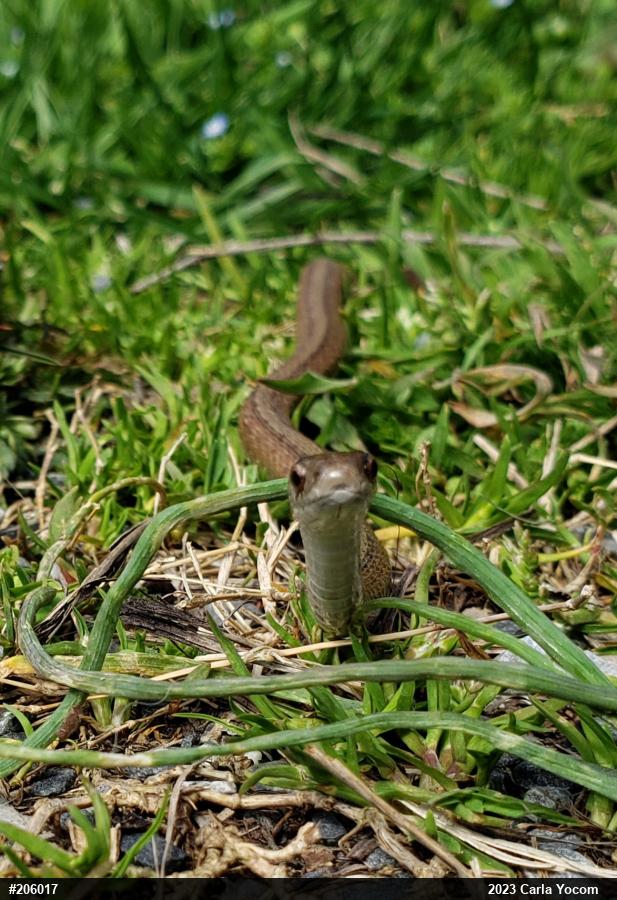 Dekay's Brownsnake