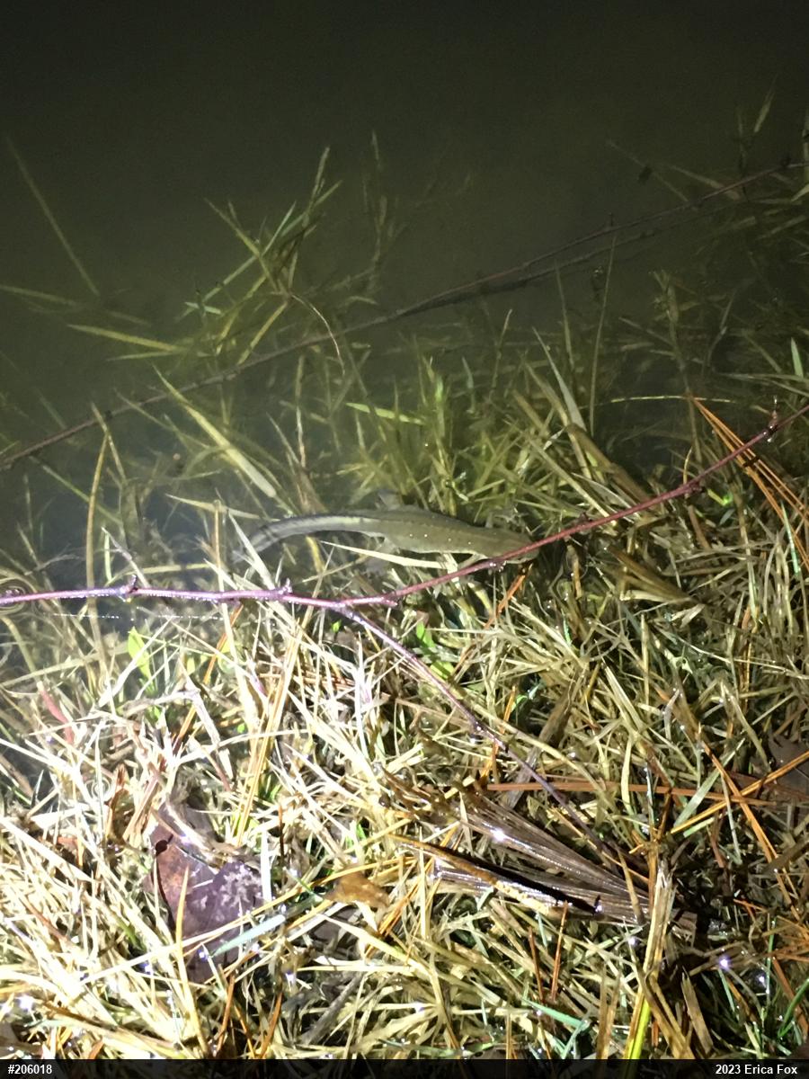 Red-spotted Newt