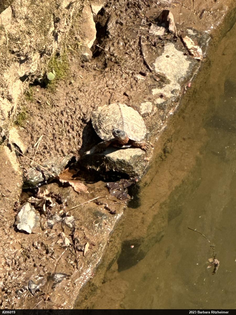 Wood Turtle