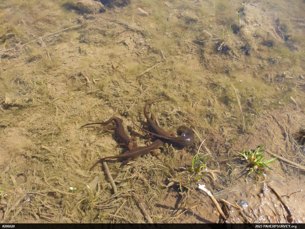 Red-spotted Newt