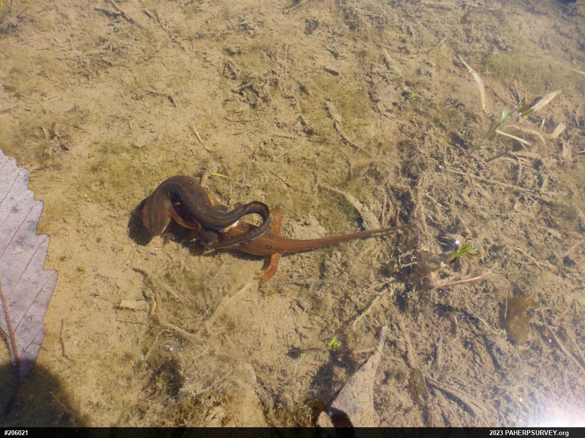 Red-spotted Newt