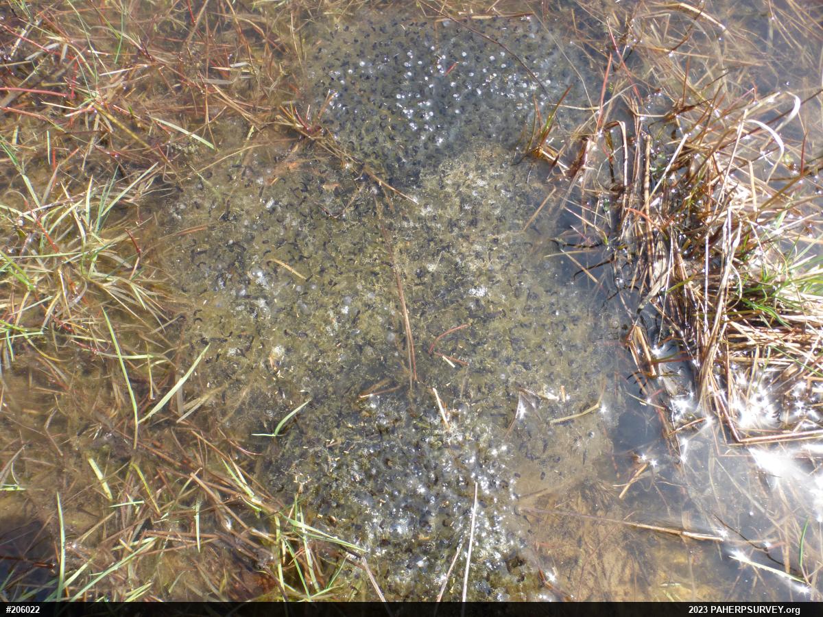 Wood Frog