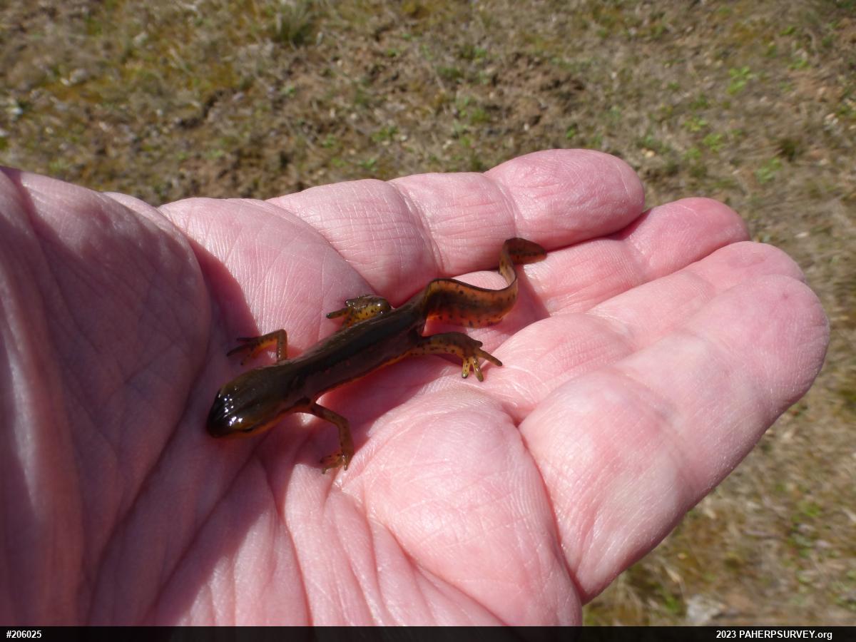 Red-spotted Newt
