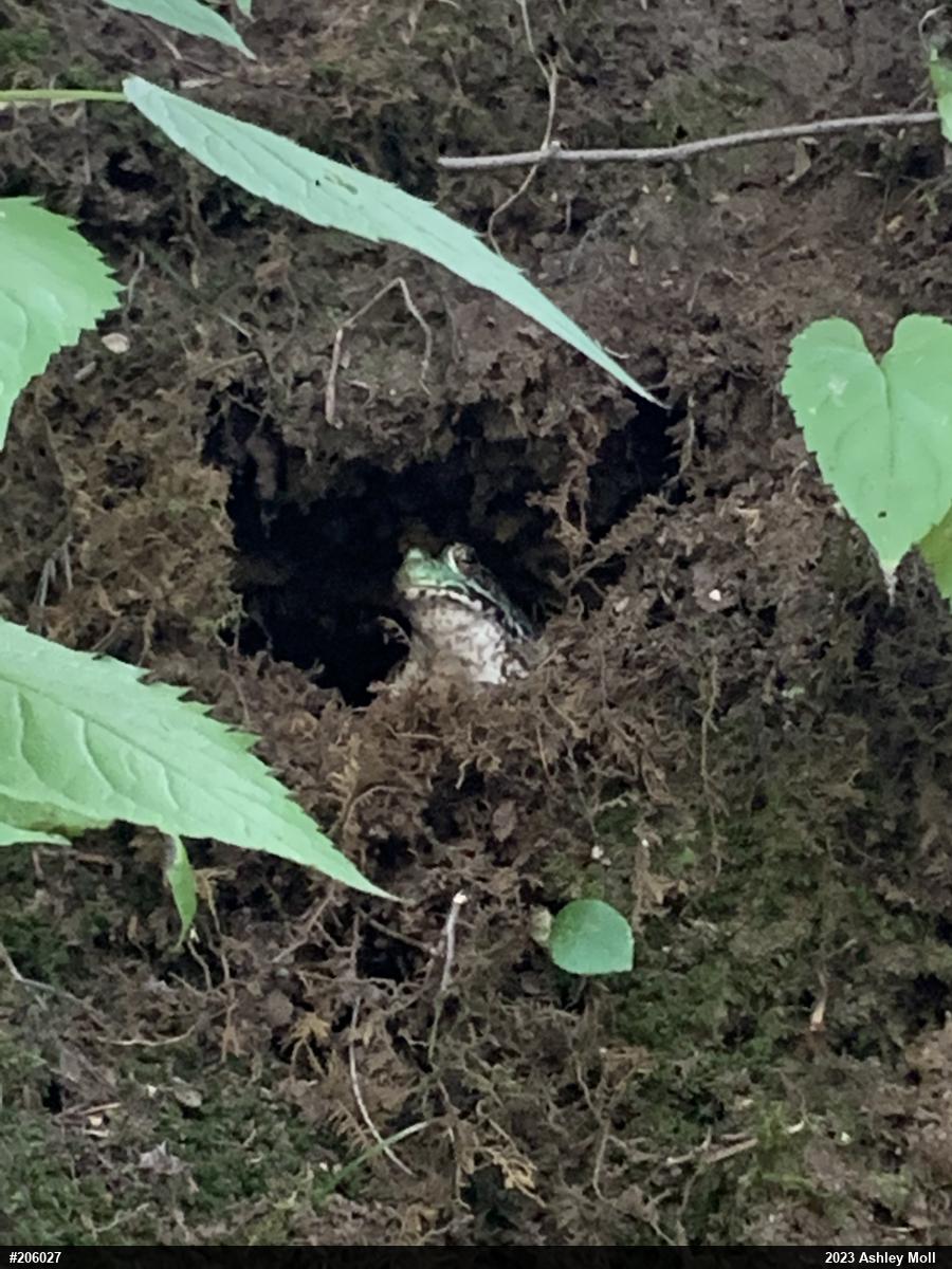 Green Frog