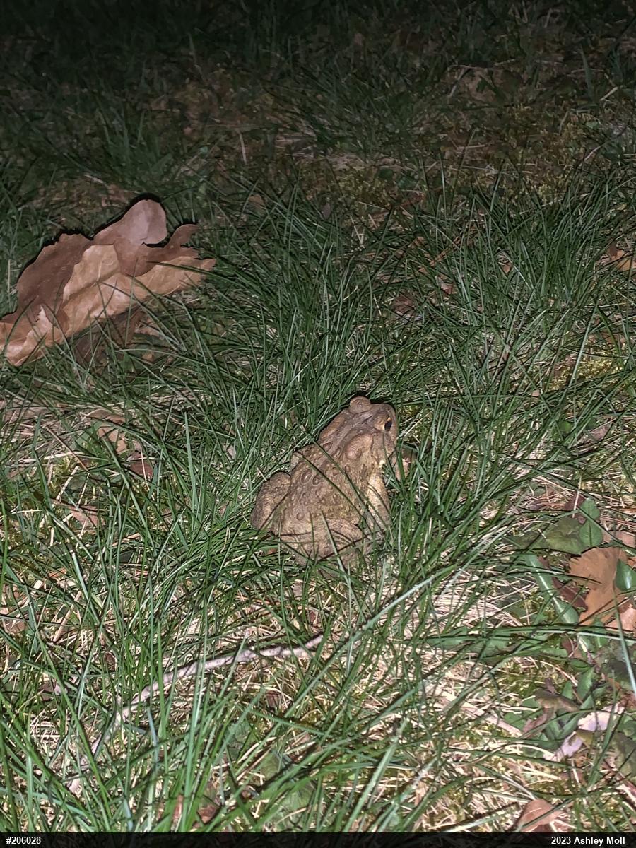 Eastern American Toad