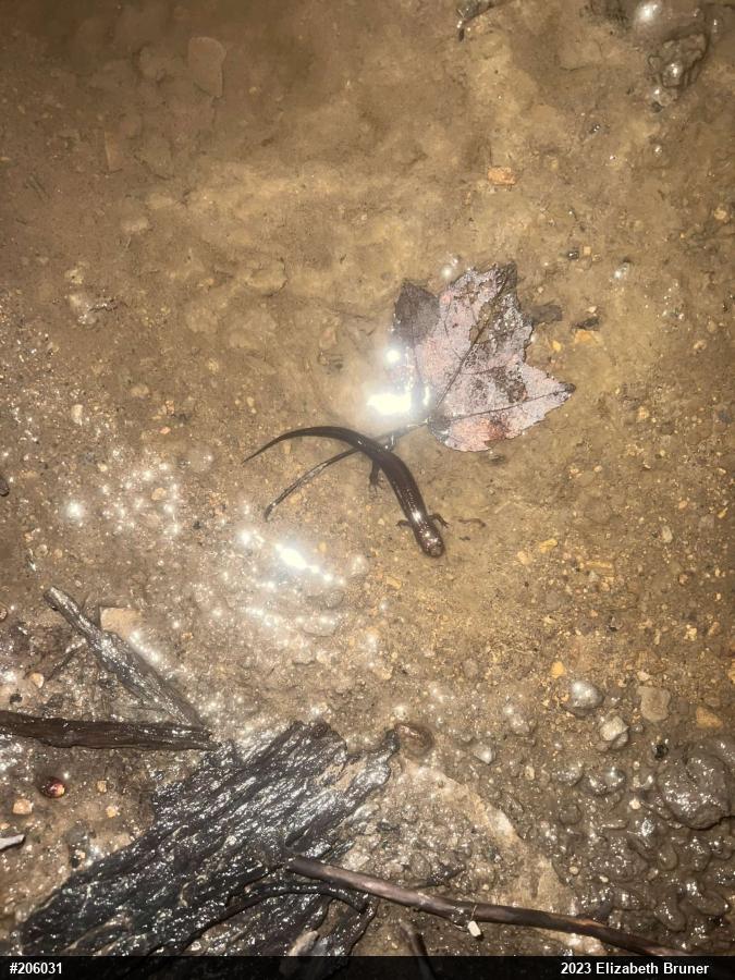 Allegheny Mountain Dusky Salamander
