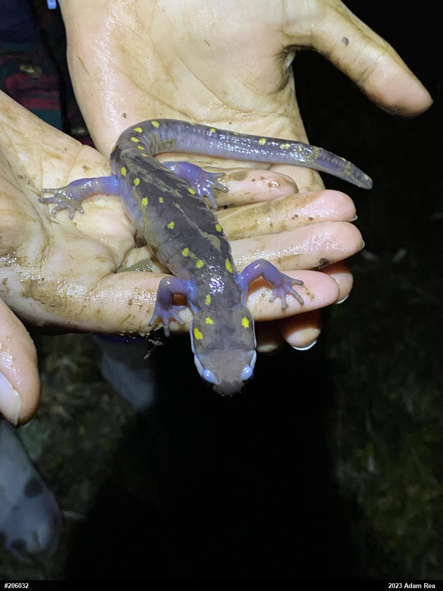 Spotted Salamander