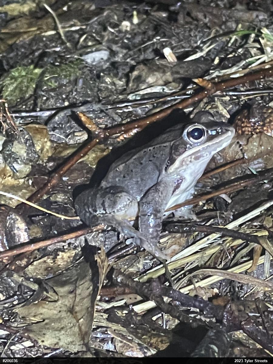 Wood Frog