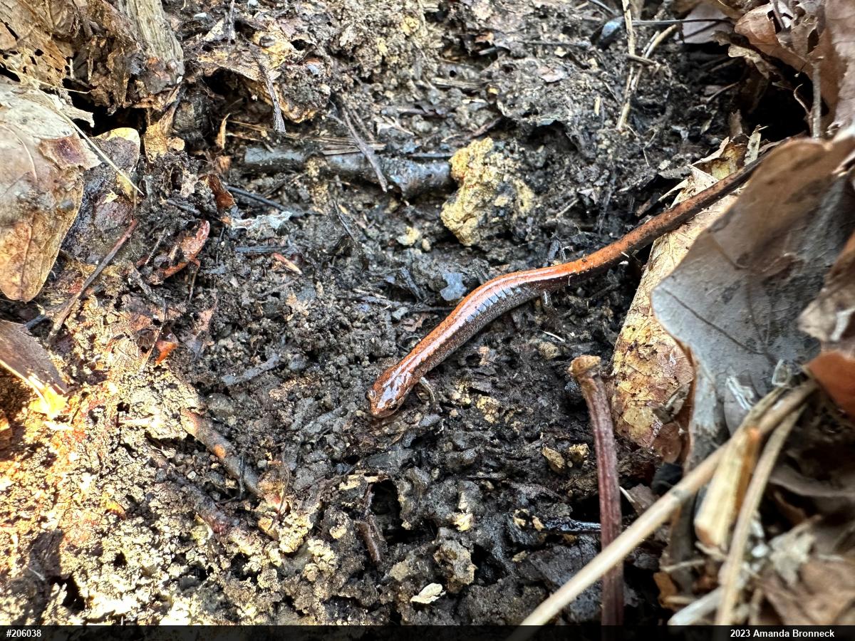 Eastern Red-backed  Salamander
